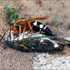 A cicada killer and a sedated cicada.