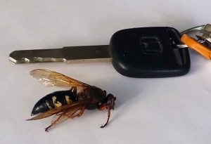 Cicada killer with key