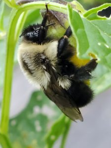 Common Eastern Bumble Bee on tomatillo flower