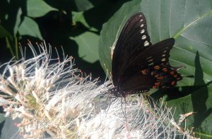 Eastern Black Swallowtail on Bottlebrush Buckeye