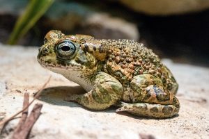 Warty Toad