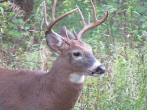 Deer Buck by Misha Fredericks