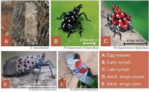 Spotted Lanternfly Stages