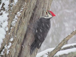 Woodpecker clinging to a tree in winter.