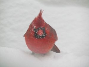 Male cardinal sitting in the snow.