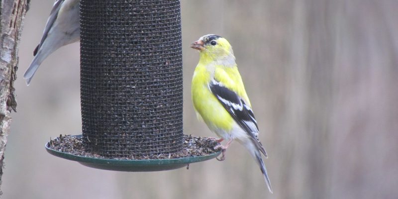 Yellow bird sitting on bird feeder.