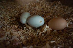 Fresh Eggs, photo by Peretz Partensky