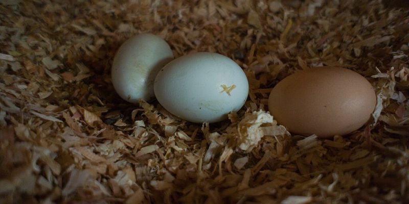 Fresh Eggs, photo by Peretz Partensky